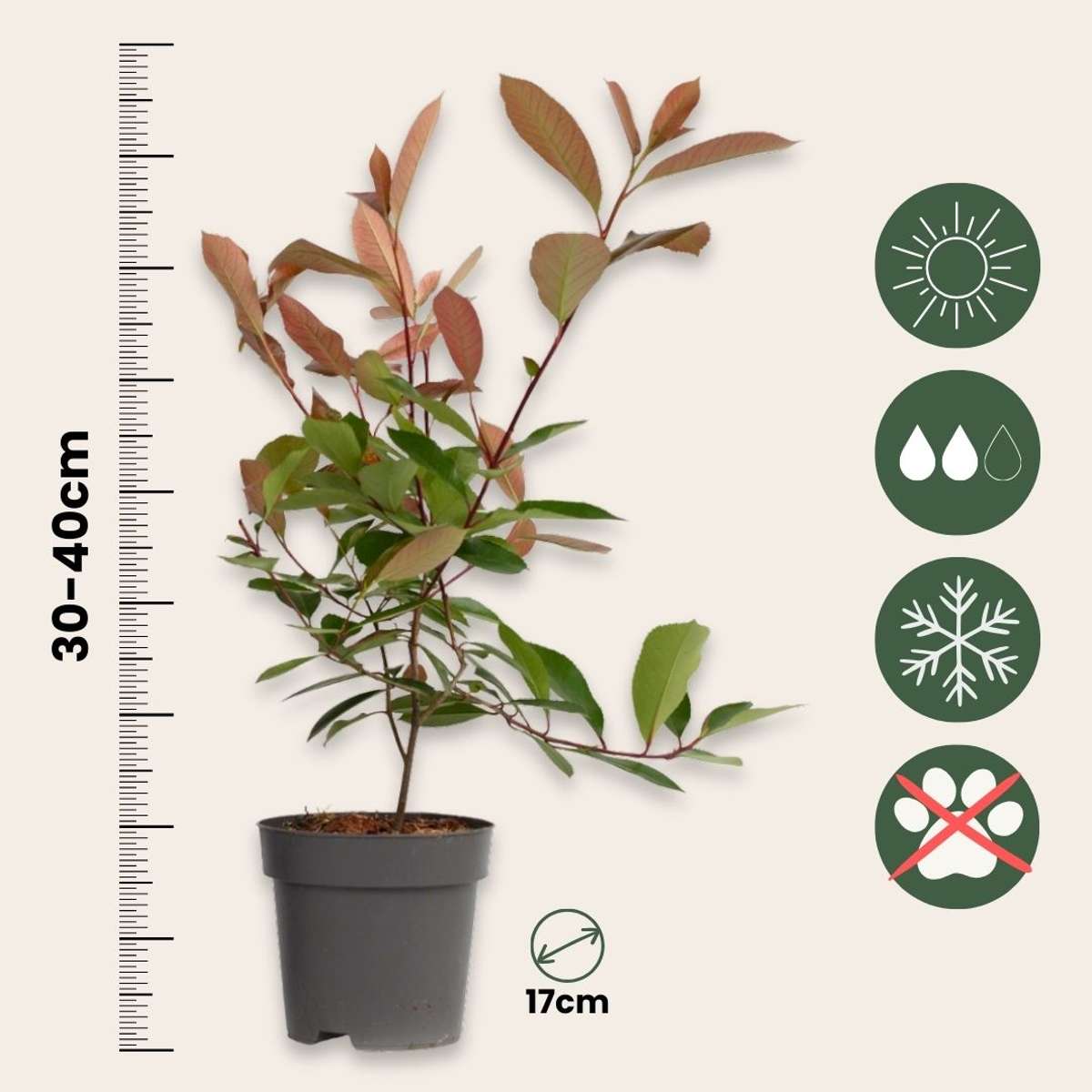 Christmas berry - 4 pcs. - Photinia fraseri 'Red Robin' - Height 30-40cm - ⌀17cm