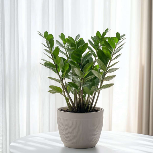 ZZ Plant - Zamioculcas Zamiifolia - Height 55-65cm - ⌀17cm