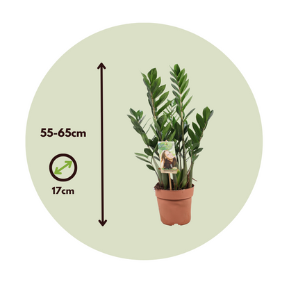 ZZ Plant - Zamioculcas Zamiifolia - Height 55-65cm - ⌀17cm
