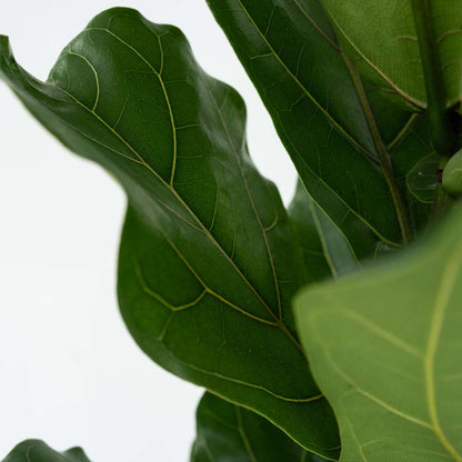 Fiddle-leaf fig - 2 pcs. - Ficus Lyrata - Height 70-90cm - ⌀21cm