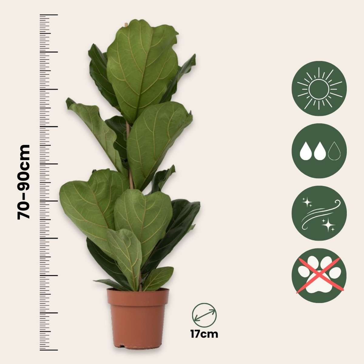 Fiddle-leaf fig - Ficus Lyrata - Height 70-90cm - ⌀21cm