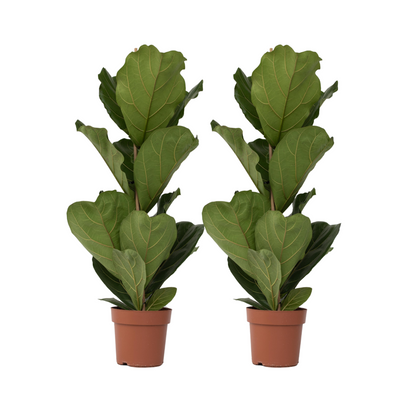 Fiddle-leaf fig - 2 pcs. - Ficus Lyrata - Height 70-90cm - ⌀21cm