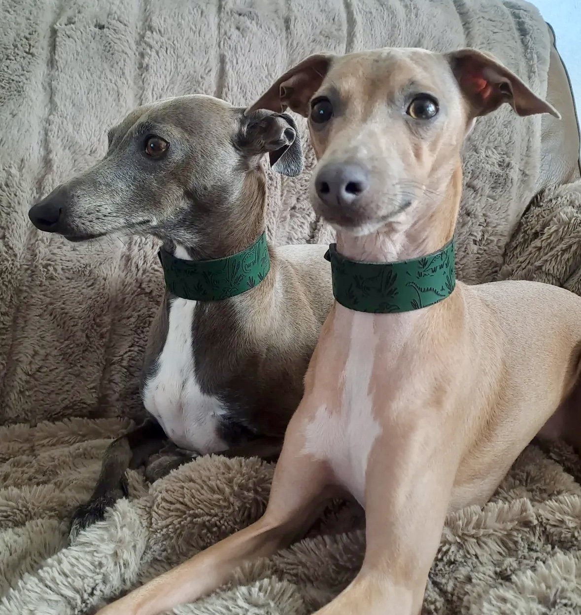 Leather Collar - Dinosaurs