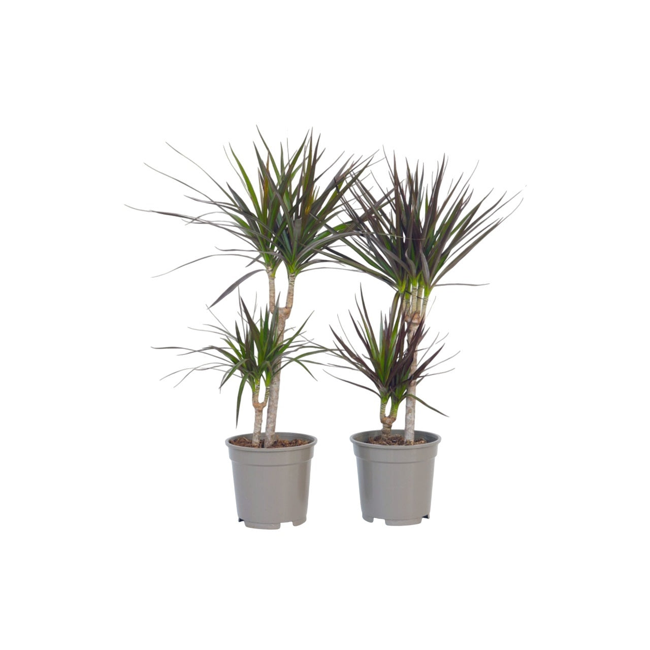 Madagascar Dragon Tree - 2 pcs. - Dracaena marginata - Height 70-80cm - ⌀17cm