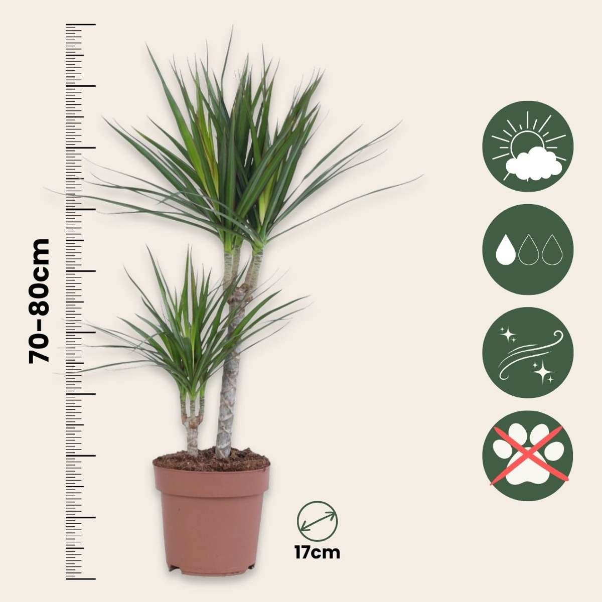 Madagascar Dragon Tree - 2 pcs. - Dracaena marginata - Height 70-80cm - ⌀17cm