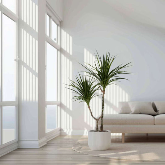 Madagascar Dragon Tree - 4 pcs. - Dracaena marginata - Height 70-80cm - ⌀17cm