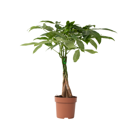 Money Tree Plant - Pachira aquatica - Height 60-70cm - ⌀17cm