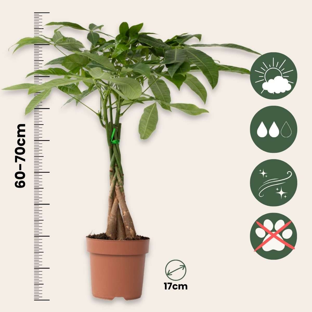 Money Tree Plant - Pachira aquatica - Height 60-70cm - ⌀17cm