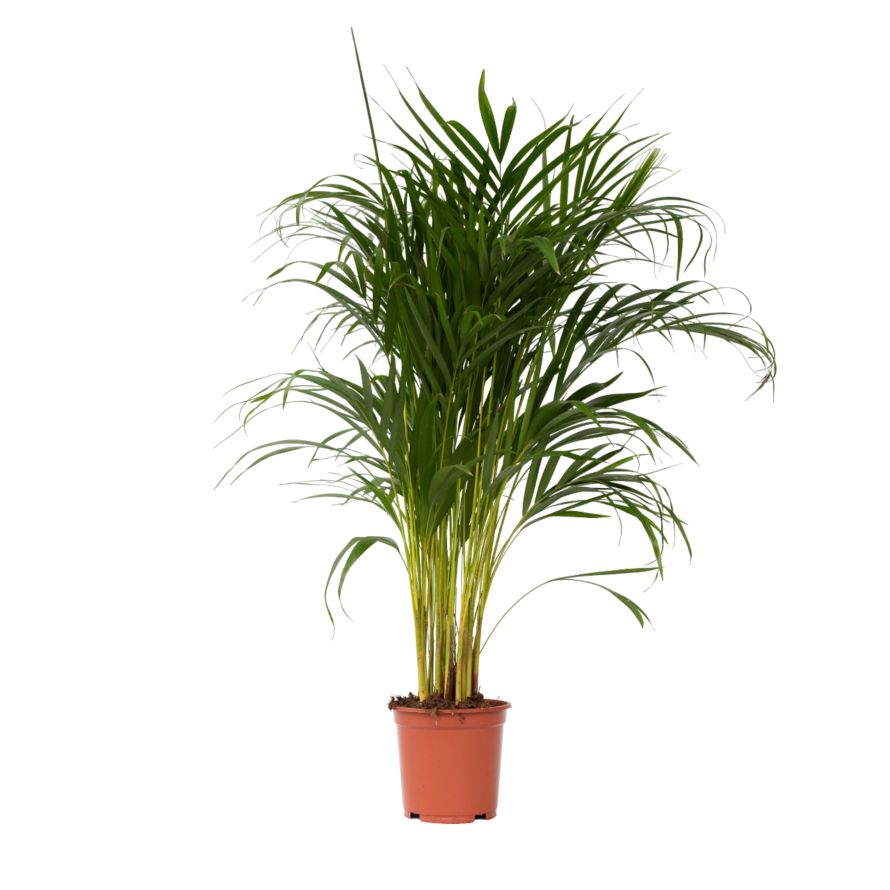 Areca palm 'Golden Cane' - Dypsis lutescens - Height 100-120cm - ⌀21cm