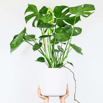 Swiss Cheese Plant - Monstera deliciosa - Height 70-80cm - ⌀21cm