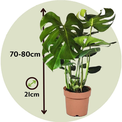 Swiss Cheese Plant - Monstera deliciosa - Height 70-80cm - ⌀21cm