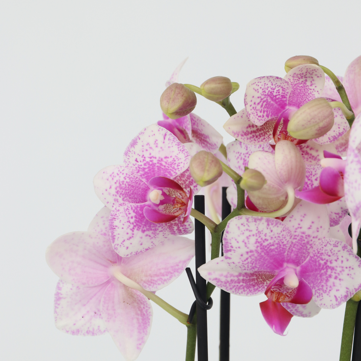 Moth orchid - Phalaenopsis Multiflora - Height 35-45cm - ⌀12cm