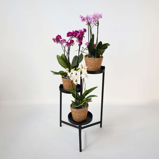 Moth Orchid - x3 - Phalaenopsis Multiflora in basket - Height 35-45cm - ⌀12cm