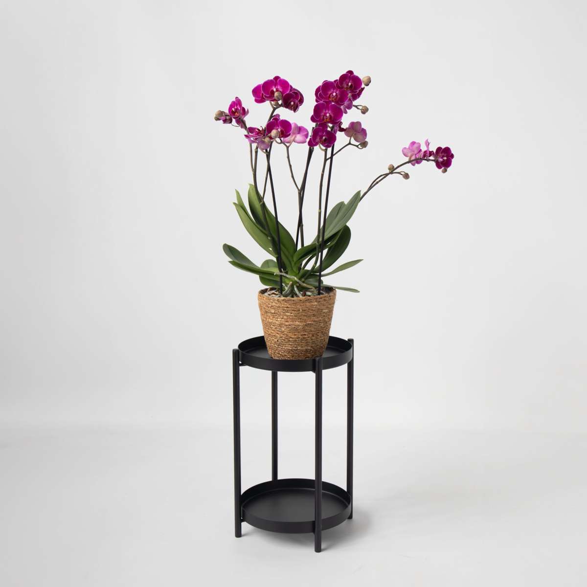Moth Orchid - Phalaenopsis Multiflora with basket - Height 35-45cm - ⌀12cm