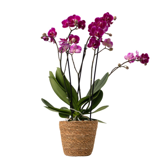 Moth Orchid - Phalaenopsis Multiflora with basket - Height 35-45cm - ⌀12cm