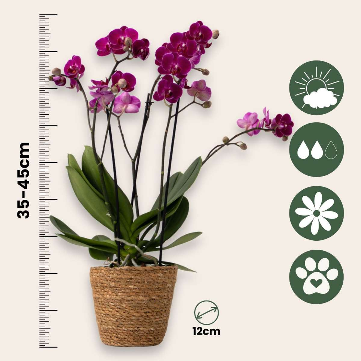 Moth Orchid - Phalaenopsis Multiflora with basket - Height 35-45cm - ⌀12cm