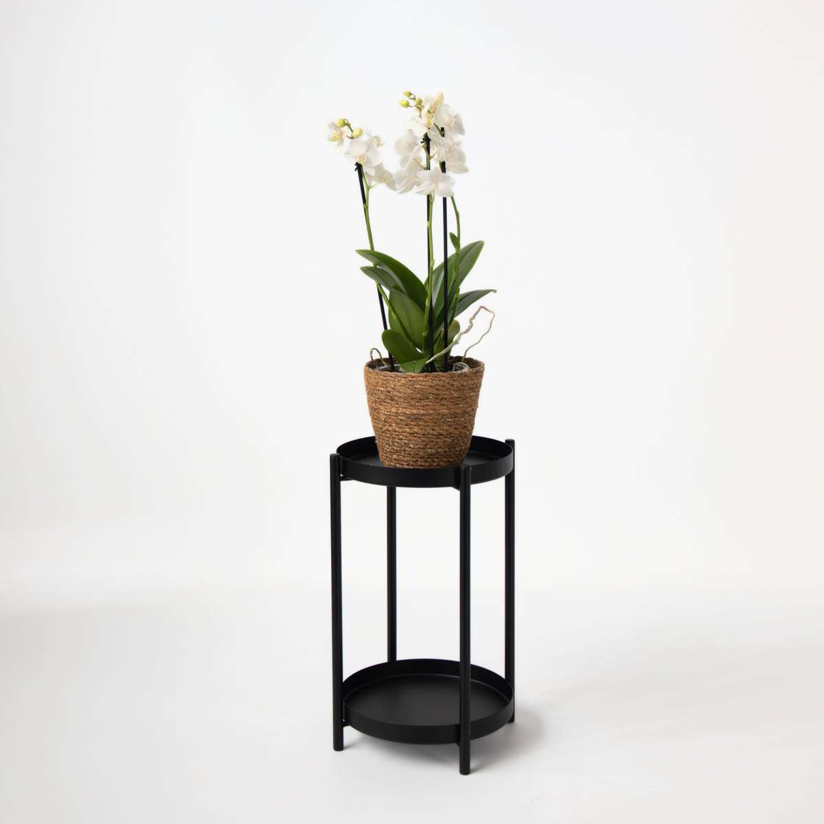 Moth Orchid - Phalaenopsis Multiflora with basket - Height 35-45cm - ⌀12cm
