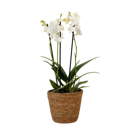 Moth Orchid - Phalaenopsis Multiflora with basket - Height 35-45cm - ⌀12cm