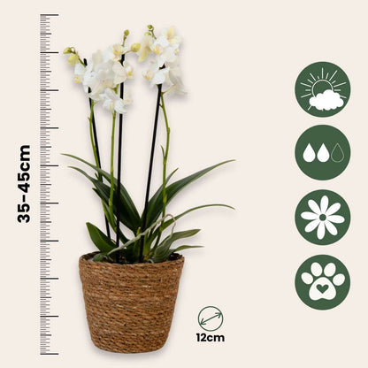 Moth Orchid - Phalaenopsis Multiflora with basket - Height 35-45cm - ⌀12cm