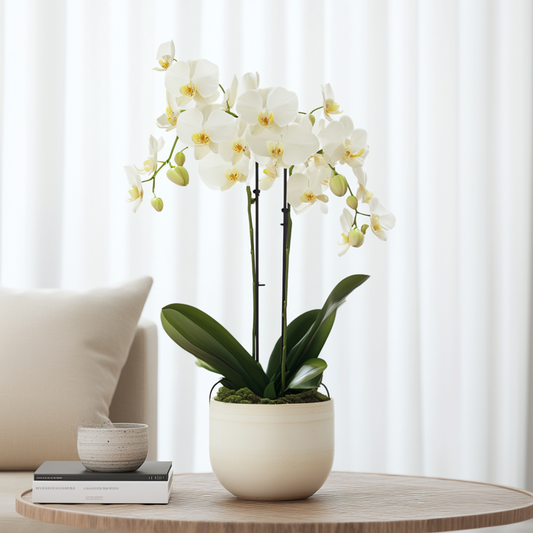 Moth orchid - Phalaenopsis Multiflora - Height 35-45cm - ⌀12cm