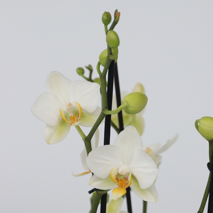 Moth orchid - Phalaenopsis Multiflora - Height 35-45cm - ⌀12cm
