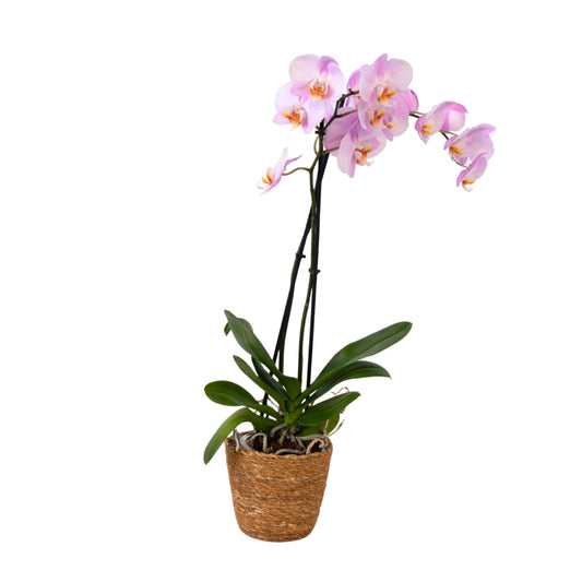 Moth orchid - Phalaenopsis - Height 50-60cm - ⌀12cm