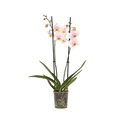 Moth orchid - Phalaenopsis - Height 50-60cm - ⌀12cm