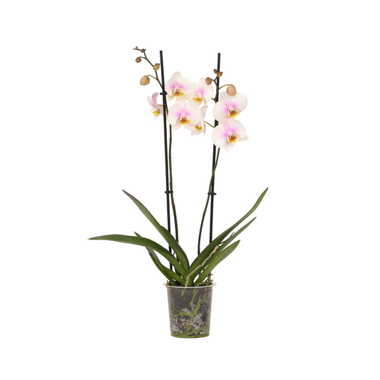 Moth orchid - Phalaenopsis - Height 50-60cm - ⌀12cm
