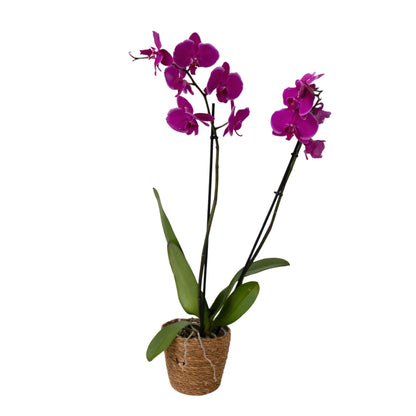 Moth orchid - Phalaenopsis - Height 50-60cm - ⌀12cm