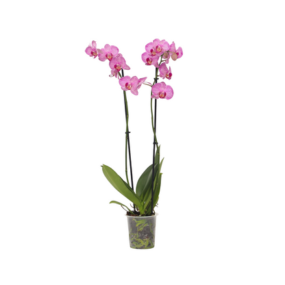 Moth orchid - Phalaenopsis - Height 50-60cm - ⌀12cm