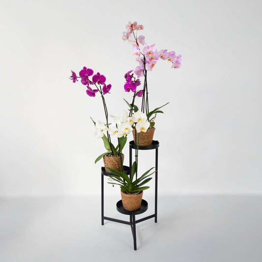Moth Orchid - Mix of 3 - Phalaenopsis in deco basket - Height 50-60cm - ⌀12cm
