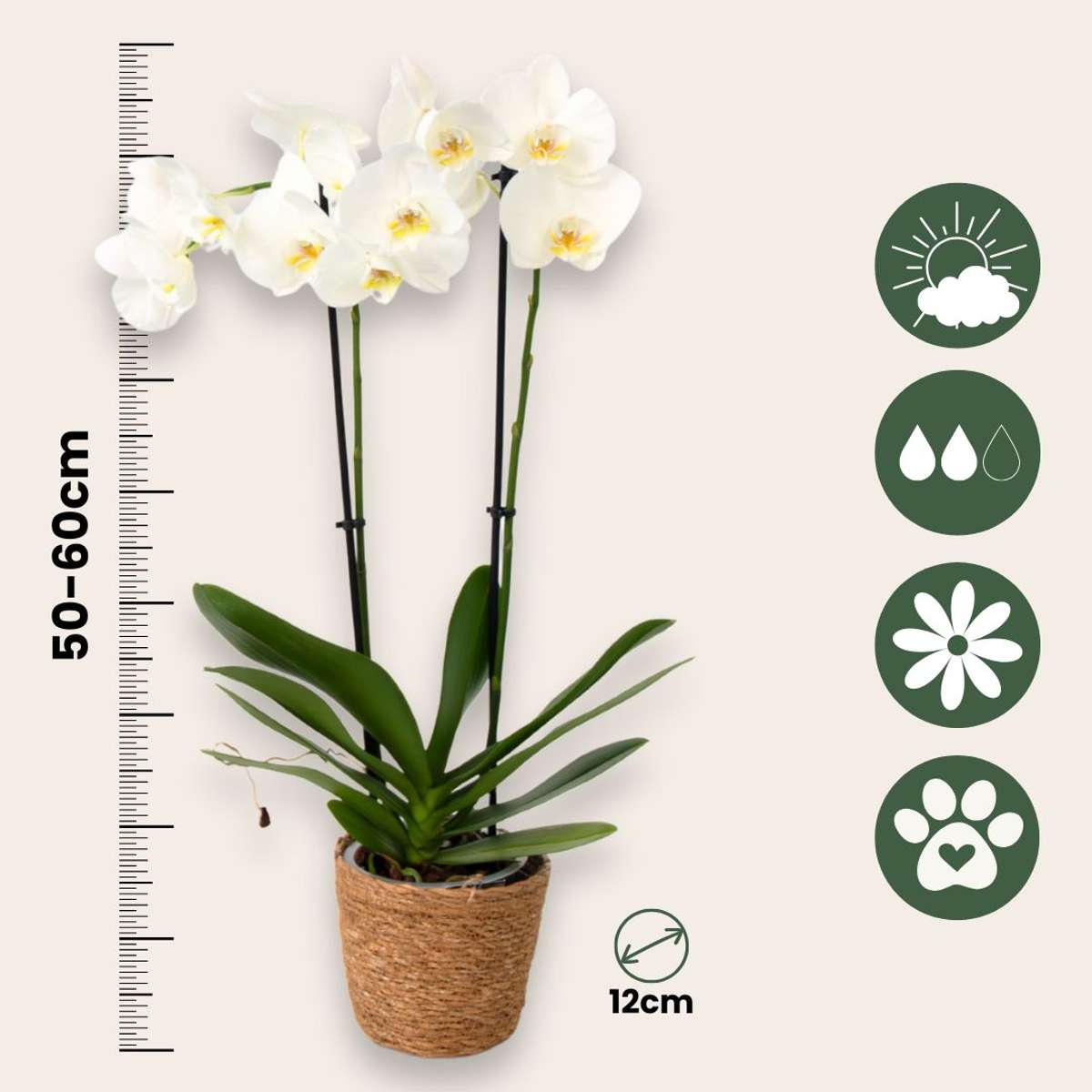 Moth orchid - Phalaenopsis - Height 50-60cm - ⌀12cm