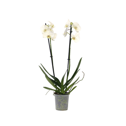 Moth orchid - Phalaenopsis - Height 50-60cm - ⌀12cm