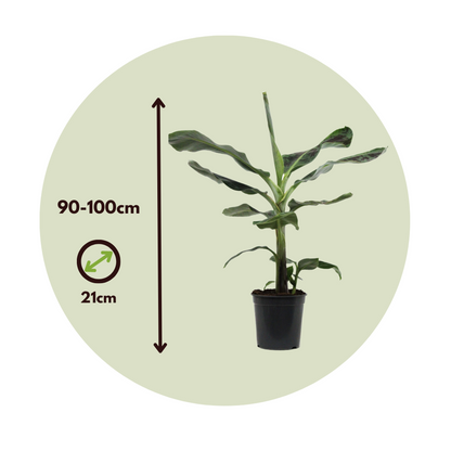 Canary banana - 2 pcs. - Musa 'Dwarf Cavendish' - Height 90-100cm - ⌀21cm