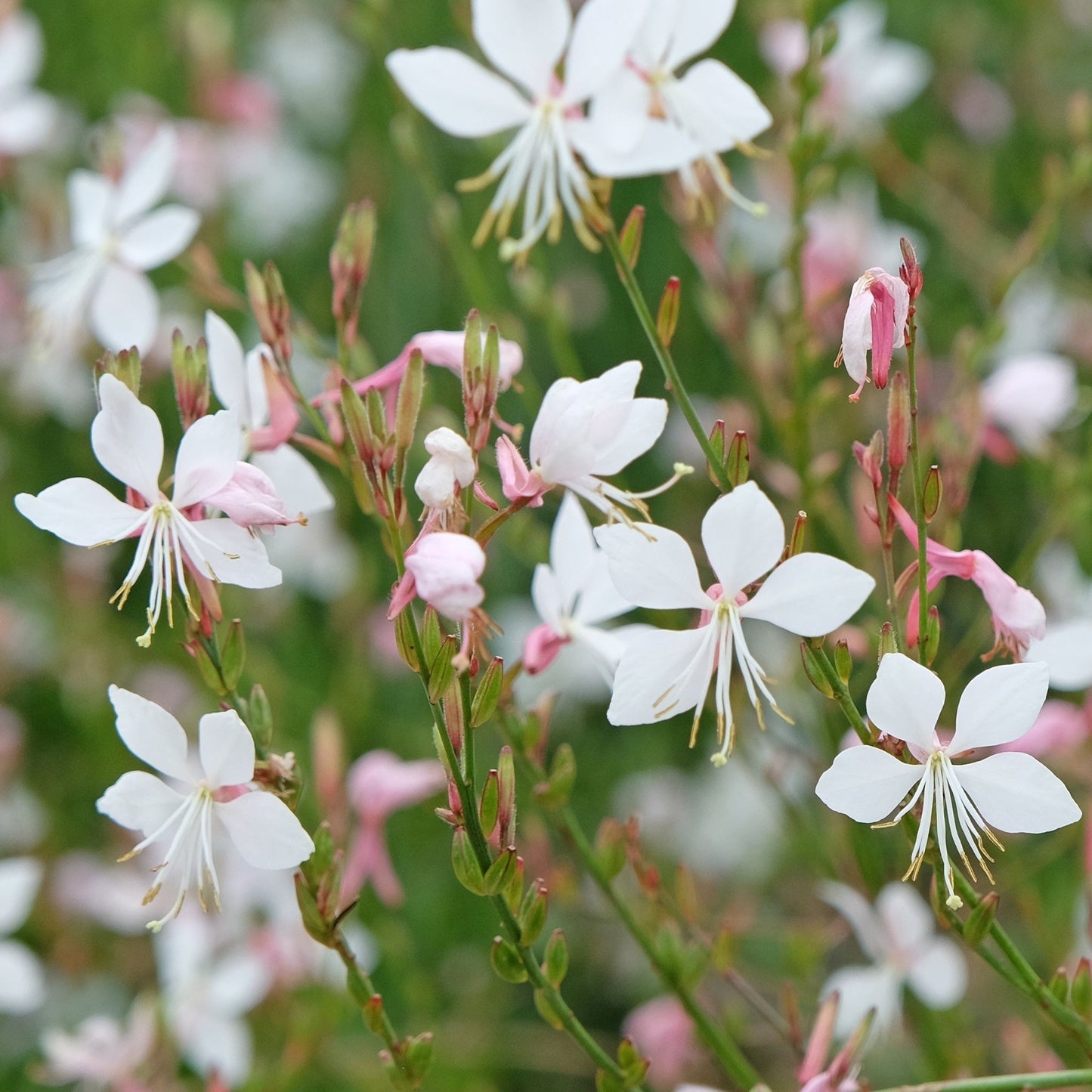 Gaura lindheimeri Gaudi White 9cm