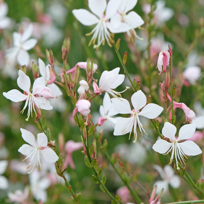 Gaura lindheimeri Gaudi White 9cm