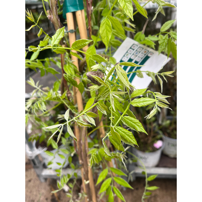 Wisteria sinensis 'Amethyst Falls' Pyramid 110cm 5L