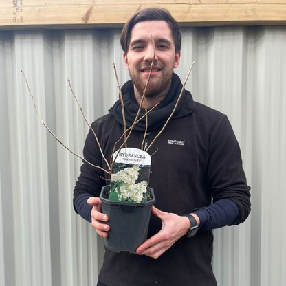 Solid Wooden Pet Ramp Car Dog Ladder - 4-Height Adjustable with Non-slip Carpet Safety Pets Ladder - Wooden Dog Ramp Pet Puppy