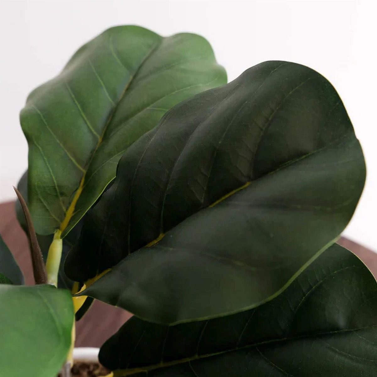 Pack of 6 x 38cm Potted Fiddle Fig Plant
