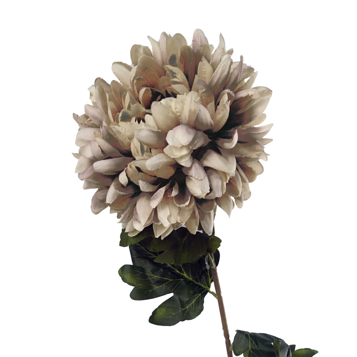 Pack of 6 x 75cm Extra Large Reflex Chrysanthemum - Mushroom