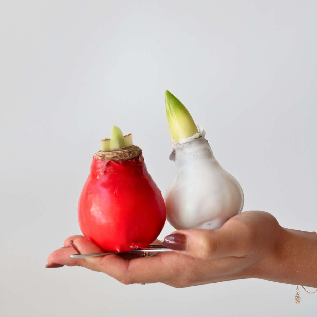 Amaryllis - Hippeastrum 'Wax Mix Red White' - Flower Bulb - Red