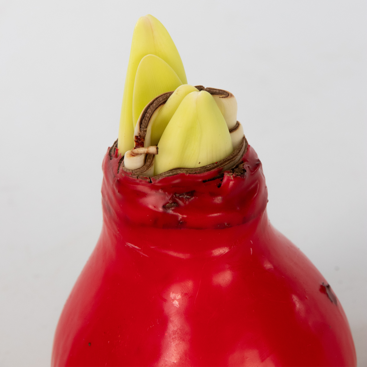 Amaryllis - Hippeastrum 'Wax Mix Red White' - Flower Bulb - Red