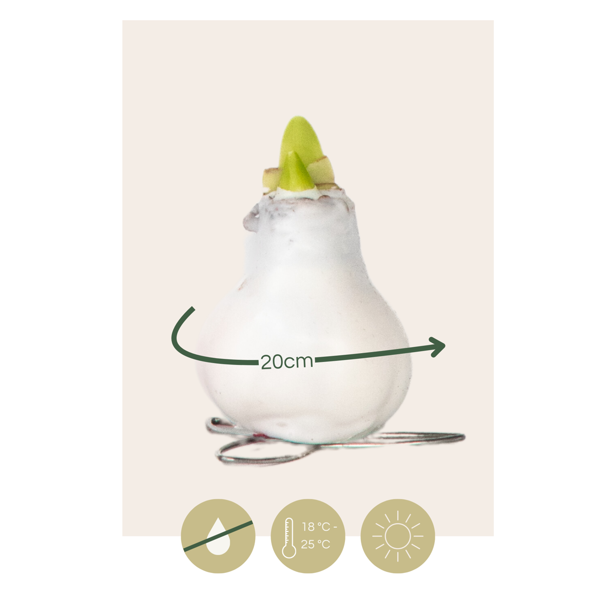 Amaryllis - Hippeastrum 'Wax Mix Red White' - Flower Bulb - Red