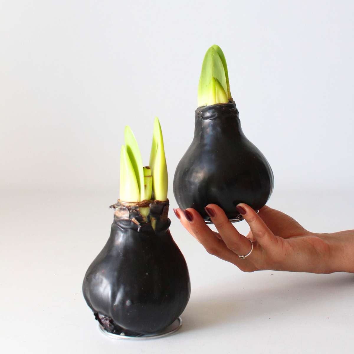 Amaryllis - hippeastrum 'Wax Black' - Flower Bulb - Red