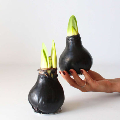 Amaryllis - hippeastrum 'Wax Black' - Flower Bulb - Red