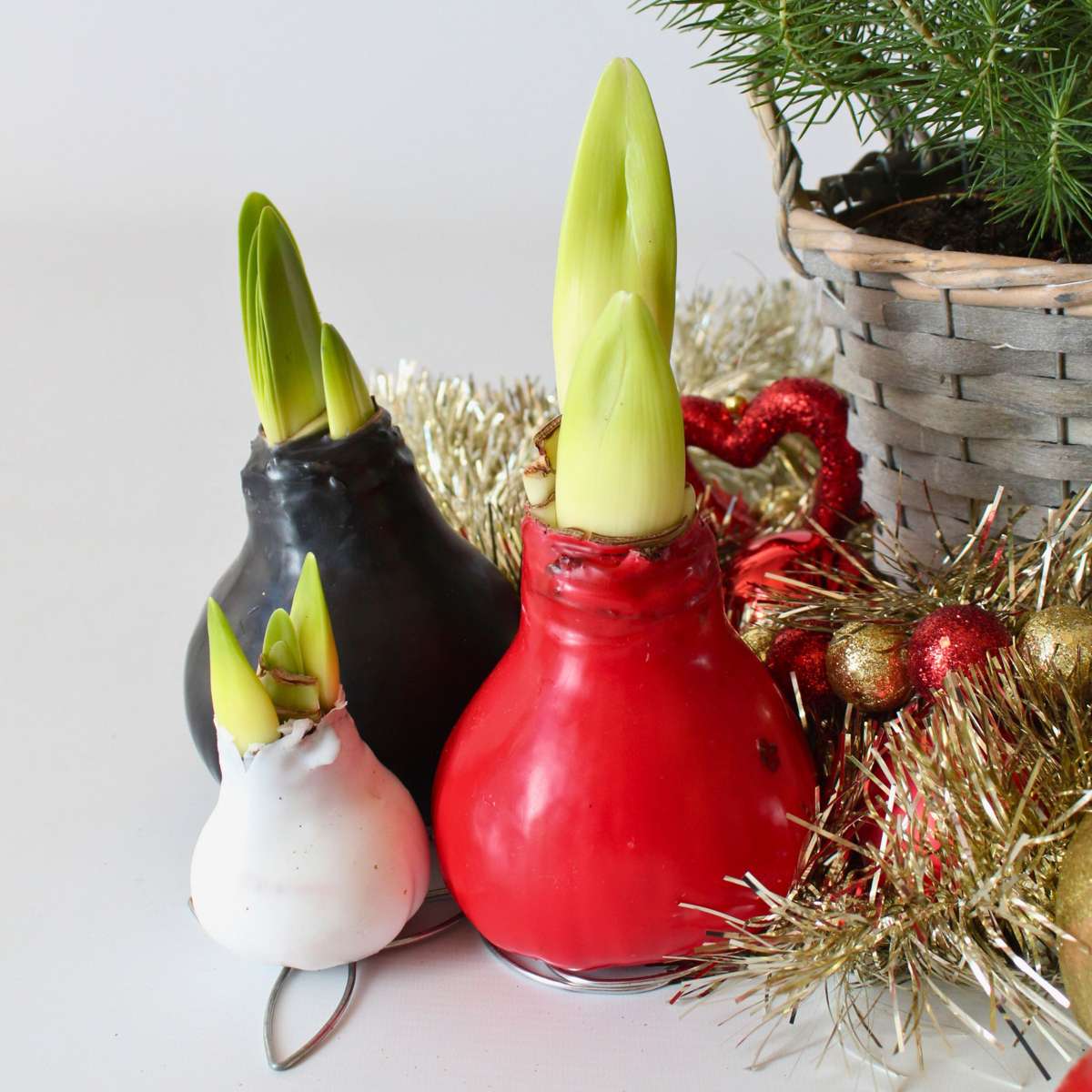 Amaryllis - hippeastrum 'Wax Black' - Flower Bulb - Red