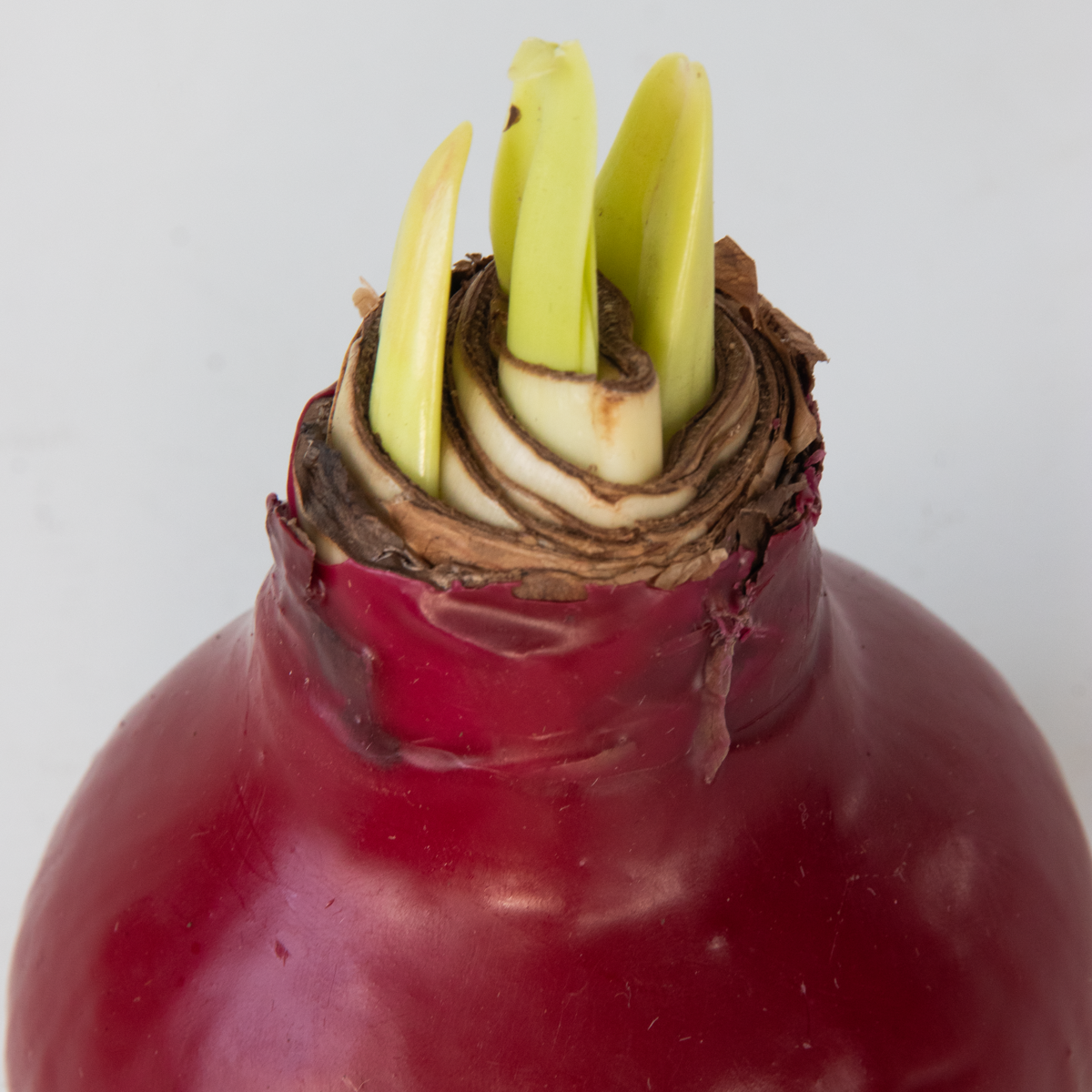 Amaryllis - Hippeastrum 'Wax Bordeaux' - Flower Bulb - Red