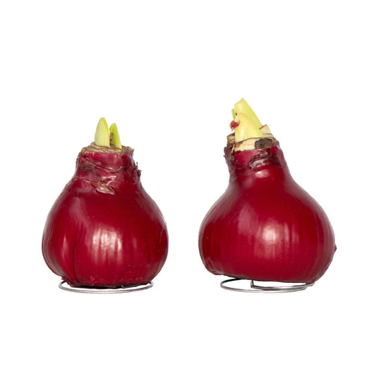 Amaryllis - Hippeastrum 'Wax Bordeaux' - Flower Bulb - Red