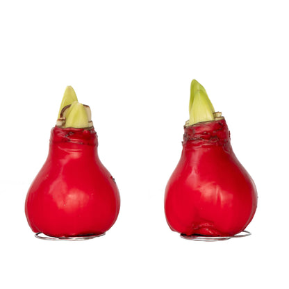 Amaryllis - Hippeastrum 'Wax Red' - Flower Bulb - Red
