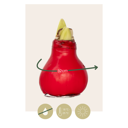 Amaryllis - Hippeastrum 'Wax Red' - Flower Bulb - Red